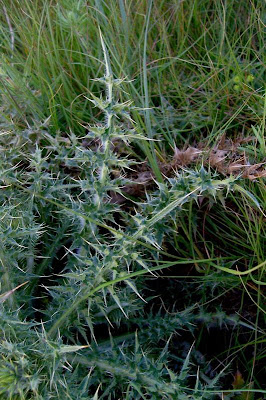Carduus micropterus (Borb&aacute;s) Teyber