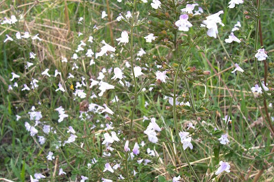Calamintha nepeta,
calament,
echte Bergminze,
Katzen-Bergthymian,
kleinbl&uuml;tige Bergminze,
lesser calamint,
menthe de montagne,
mentuccia commune,
Mentuccia comune,
Nepetella,
Poleggio selvatico