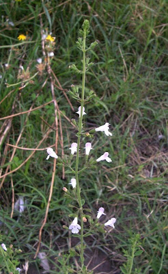 Calamintha nepeta,
calament,
echte Bergminze,
Katzen-Bergthymian,
kleinbl&uuml;tige Bergminze,
lesser calamint,
menthe de montagne,
mentuccia commune,
Mentuccia comune,
Nepetella,
Poleggio selvatico