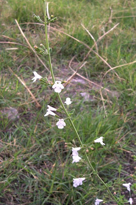Calamintha nepeta,
calament,
echte Bergminze,
Katzen-Bergthymian,
kleinbl&uuml;tige Bergminze,
lesser calamint,
menthe de montagne,
mentuccia commune,
Mentuccia comune,
Nepetella,
Poleggio selvatico