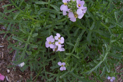 Cakile maritima,
European searocket,
Ravastrello marittimo,
sea rocket Cakile maritima,
European searocket,
Ravastrello marittimo,
sea rocket
