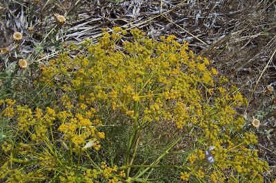 Cachrys libanotis,
Basilisco liscio Cachrys libanotis,
Basilisco liscio