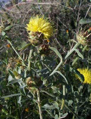Centaurea nizzarda Centaurea nizzarda