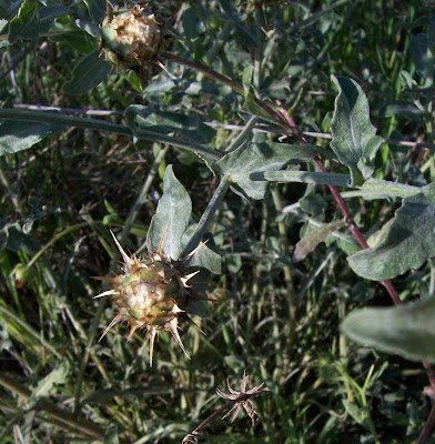 Centaurea nizzarda Centaurea nizzarda