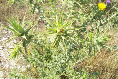 Saffron thistle