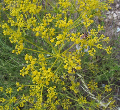 Cachrys libanotis,
Basilisco liscio Cachrys libanotis,
Basilisco liscio