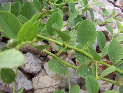 Caper Plant Caper Plant