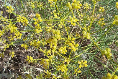Cachrys libanotis,
Basilisco liscio Cachrys libanotis,
Basilisco liscio