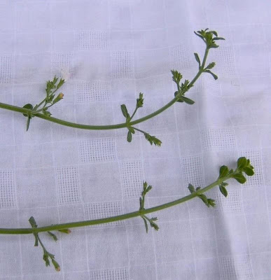 Calamintha nepeta,
calament,
echte Bergminze,
Katzen-Bergthymian,
kleinbl&uuml;tige Bergminze,
lesser calamint,
menthe de montagne,
mentuccia commune,
Mentuccia comune,
Nepetella,
Poleggio selvatico