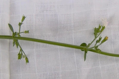 Calamintha nepeta,
calament,
echte Bergminze,
Katzen-Bergthymian,
kleinbl&uuml;tige Bergminze,
lesser calamint,
menthe de montagne,
mentuccia commune,
Mentuccia comune,
Nepetella,
Poleggio selvatico