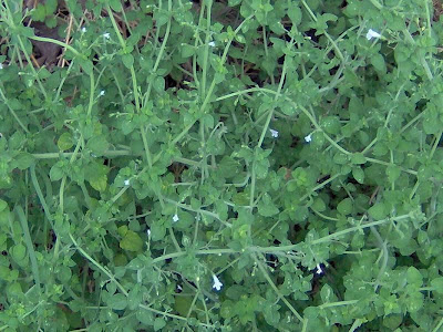 Calamintha nepeta,
calament,
echte Bergminze,
Katzen-Bergthymian,
kleinbl&uuml;tige Bergminze,
lesser calamint,
menthe de montagne,
mentuccia commune,
Mentuccia comune,
Nepetella,
Poleggio selvatico