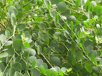 Caper Plant Caper Plant