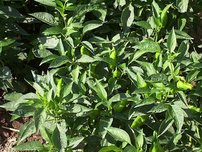 Cayenne pepper