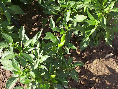 Cayenne pepper