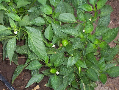 Cayenne pepper