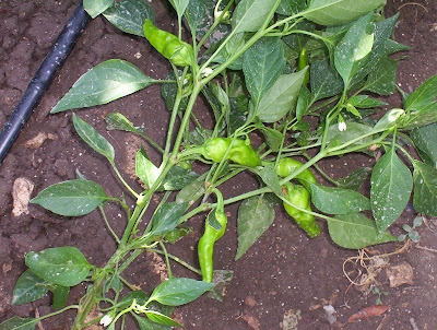 Cayenne pepper