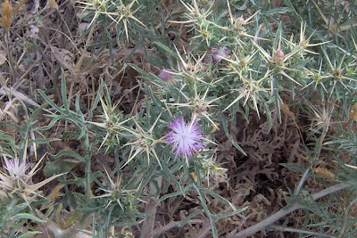 Fiordaliso stellato Fiordaliso stellato