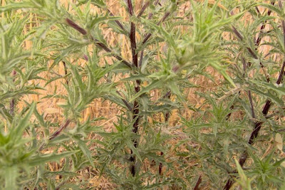 Clustered Carline Thistle