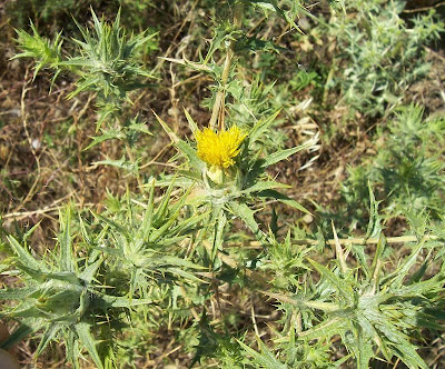 Saffron thistle