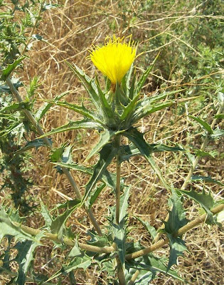 Saffron thistle