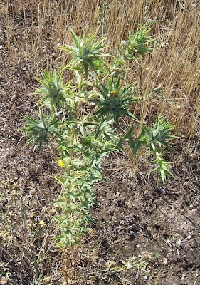 Saffron thistle