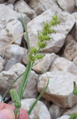 Coastal sandbur Coastal sandbur