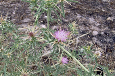 Fiordaliso stellato Fiordaliso stellato
