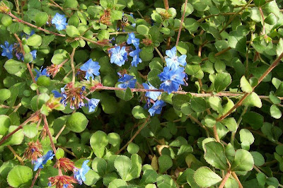 Leadwort Leadwort
