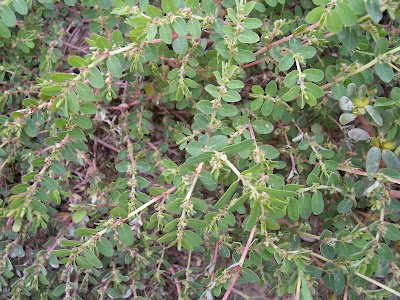Euforbia prostrata