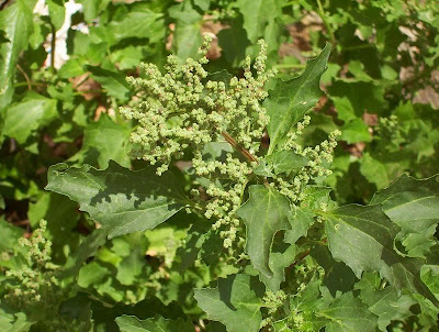 Nettle-leaf goosefoot