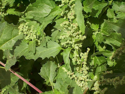 Nettle-leaf goosefoot