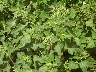 Nettle-leaf goosefoot