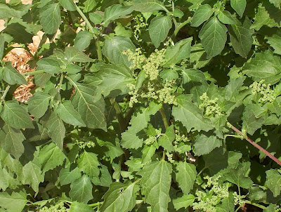 Nettle-leaf goosefoot