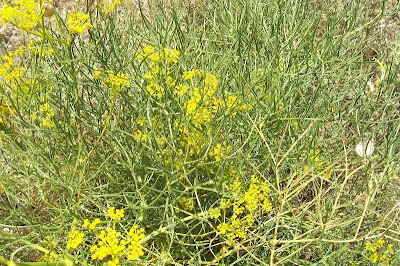 Cachrys libanotis,
Basilisco liscio Cachrys libanotis,
Basilisco liscio