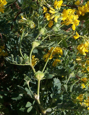 Cornetta di Valenza