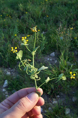 Alacranera común Alacranera común