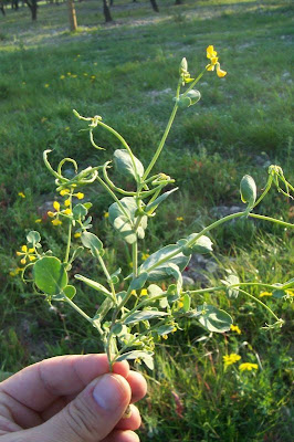 Alacranera común Alacranera común
