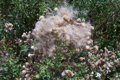 Acker-Distel