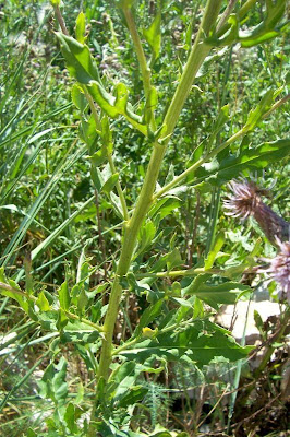 Acker-Distel