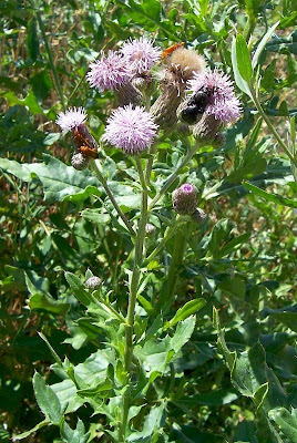 Acker-Distel