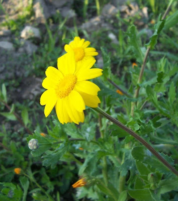 Ingrassabue