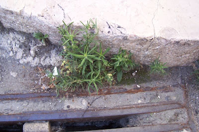 Flax-leaf fleabane