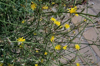 Chondrilla juncea L.