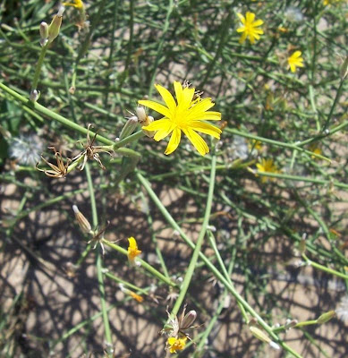Chondrilla juncea L.