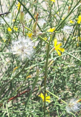 Chondrilla juncea L.