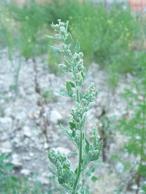 Farinello viburniforme Farinello viburniforme