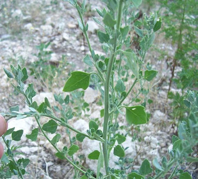 Farinello viburniforme Farinello viburniforme