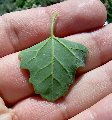 Farinello viburniforme Farinello viburniforme