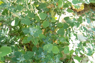 Farinello viburniforme Farinello viburniforme