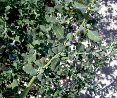 Farinello viburniforme Farinello viburniforme